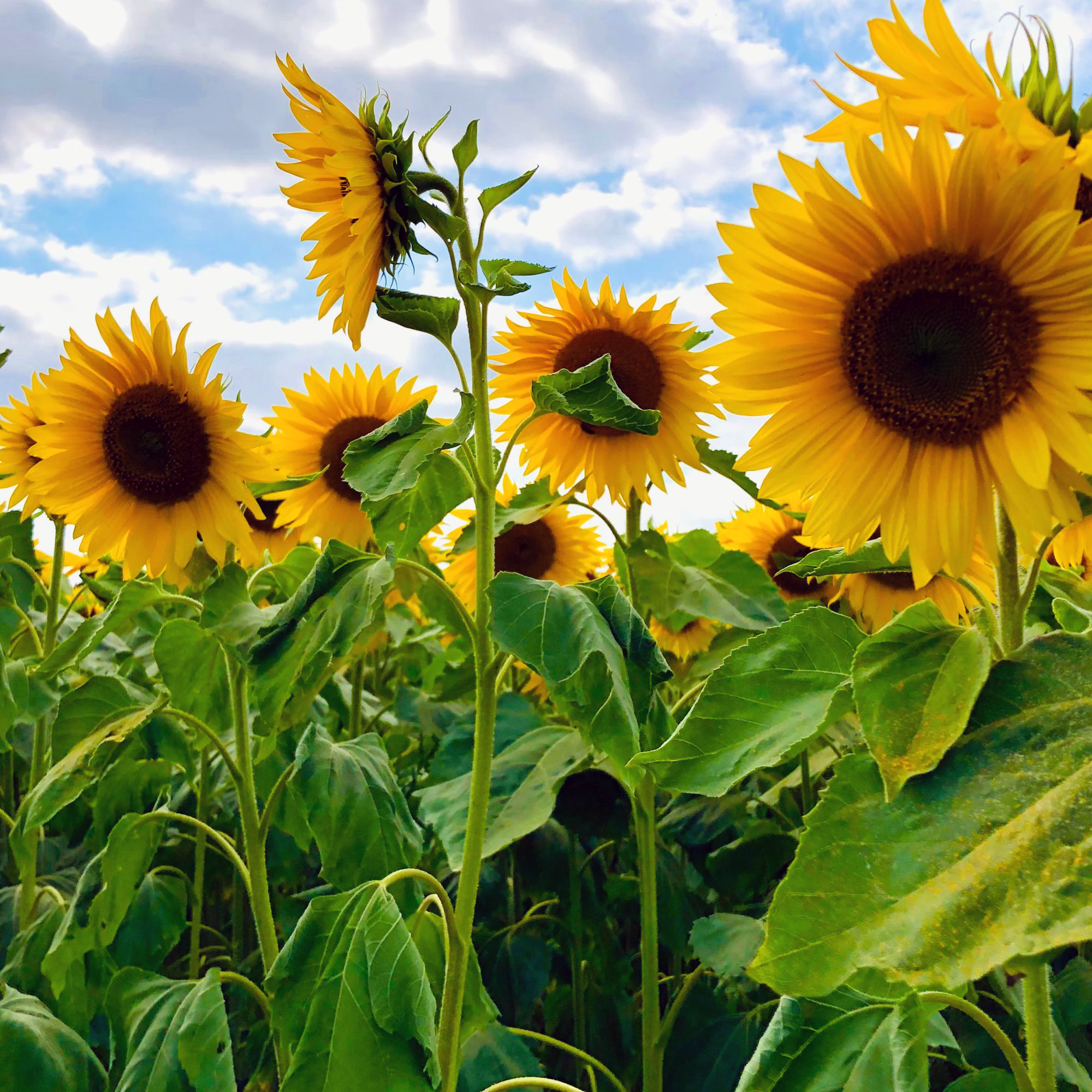 SEN-friendly Sunflower Sessions