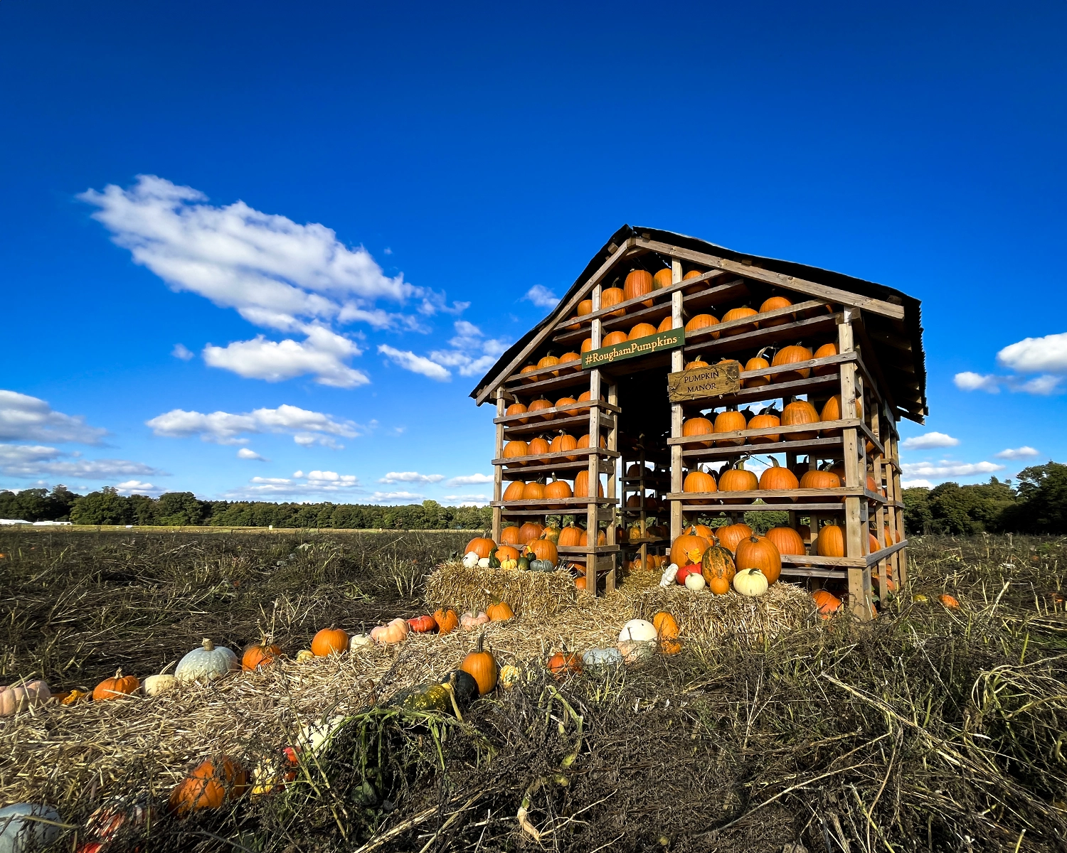 Pumpkin Time - Rougham Estate