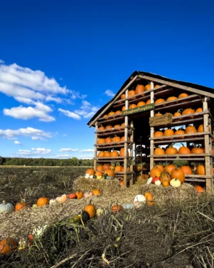 Pumpkin House