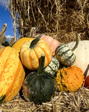 Pumpkin Pile 24