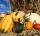 Pumpkin Pile 24