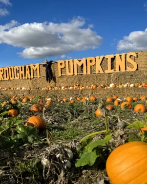 Rougham Pumpkins 24