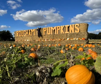 Rougham Pumpkins 24