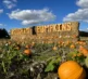 Rougham Pumpkins 24
