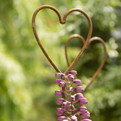 Heart-decorative-plant-support-small-in-rustic-steel-Lincoln-Christmas-Market-e1630621264183