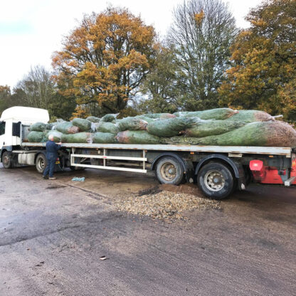 Tree Delivery