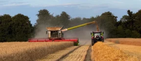 Rye Harvest 2025 2