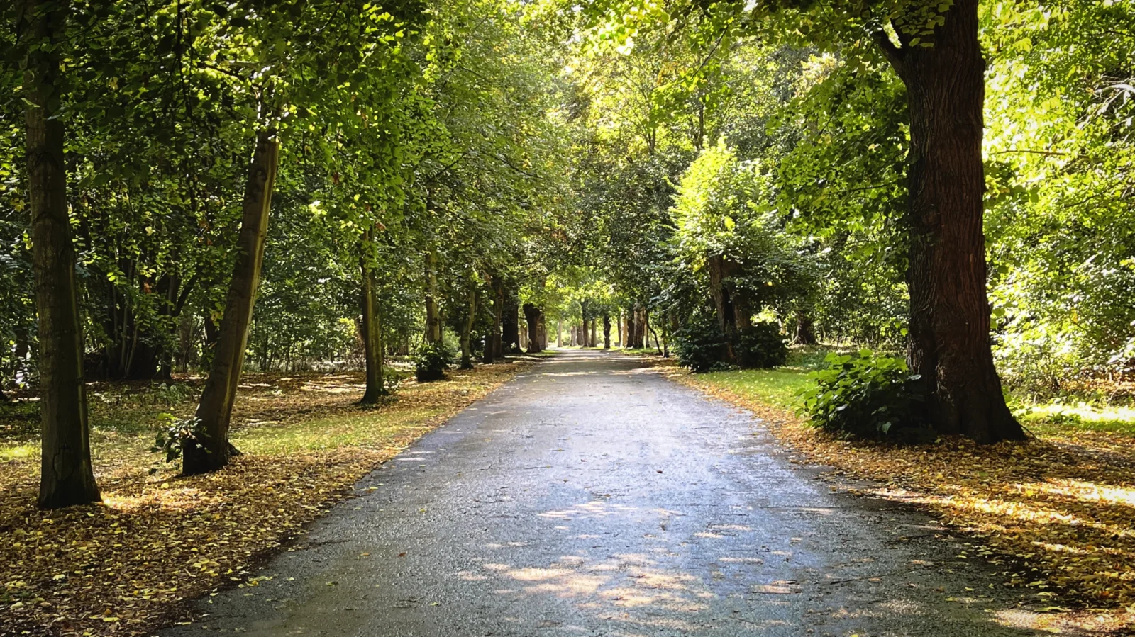 Homepage Avenue Sep25