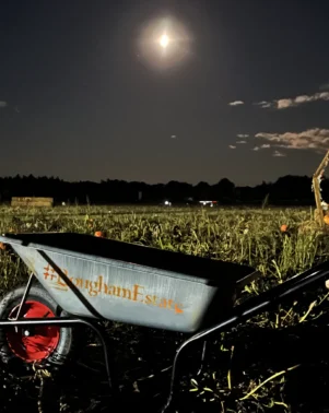 Torchlight Pumpkins 2024 11