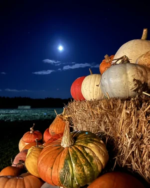 Torchlight Pumpkins 2024 12