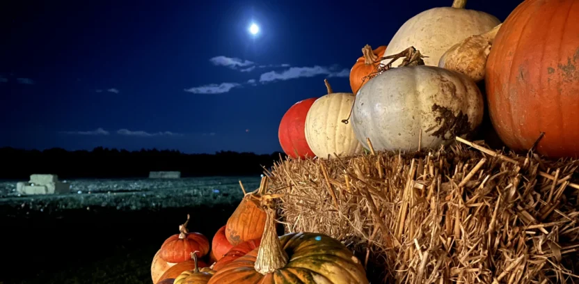 Torchlight Pumpkins 2024 12