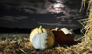 Torchlight Pumpkins 2024 23 LS