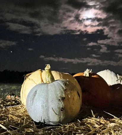 Torchlight Pumpkins 2024 23 LS