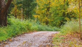 Ramble and Roots Header 1