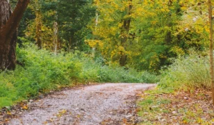 Ramble and Roots Header 1