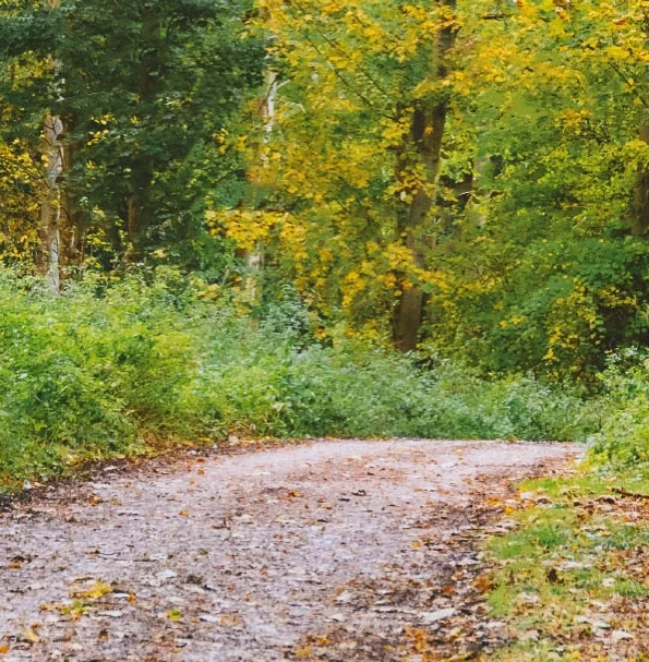 Ramble and Roots Header 1