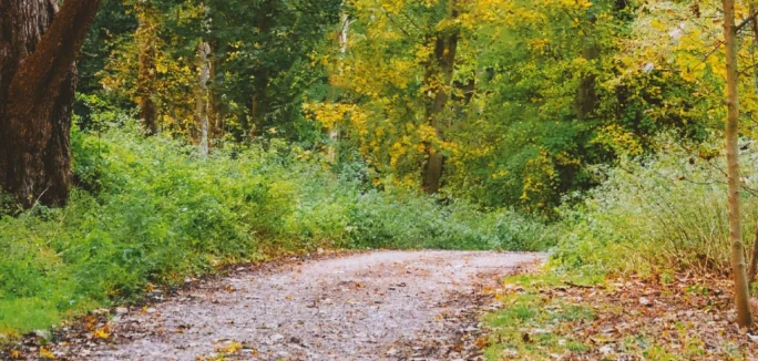 Ramble and Roots Header 1