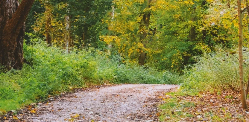 Ramble and Roots Header 1