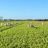 Estate Sheep Jan26 1-2