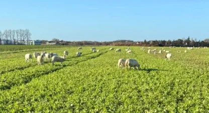 Estate Sheep Jan26 1-2