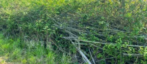 Hedgerow 2026 1-1