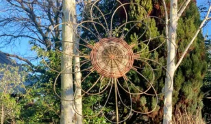 Willow Flower in garden