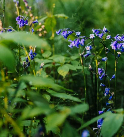 Bluebells header