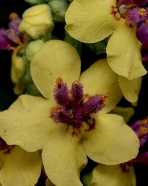 Macro Photography 26 2