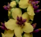Macro Photography 26 2