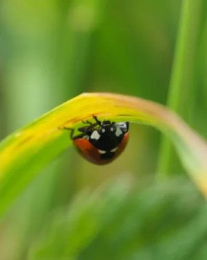 Macro Photography 26 5