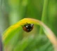 Macro Photography 26 5