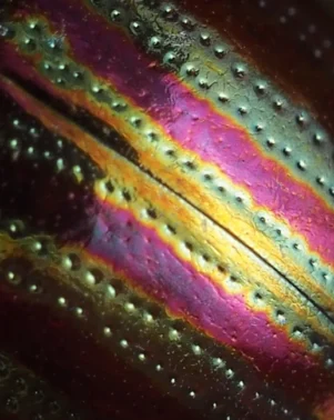 Macro Photography 26 6