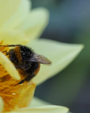 Macro Photography 26 7
