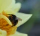 Macro Photography 26 7