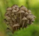Macro Photography 26 8