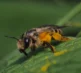 Macro Photography 26 10