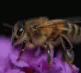 Macro Photography 26 11