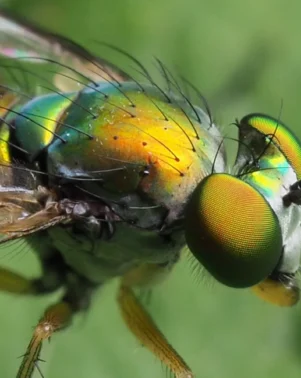Macro Photography 26 12