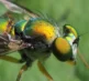 Macro Photography 26 12