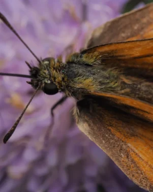 Macro Photography 26 13