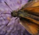 Macro Photography 26 13