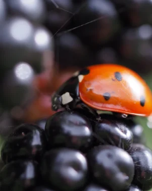 Macro Photography 26 14