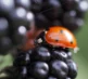 Macro Photography 26 14