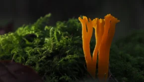 Macro Photography 26 header