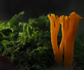Macro Photography 26 header