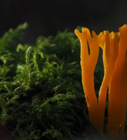 Macro Photography 26 header