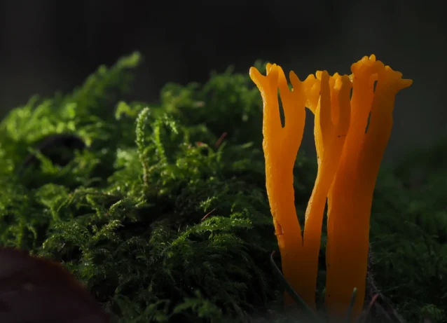 Macro Photography 26 header
