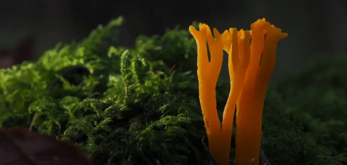 Macro Photography 26 header