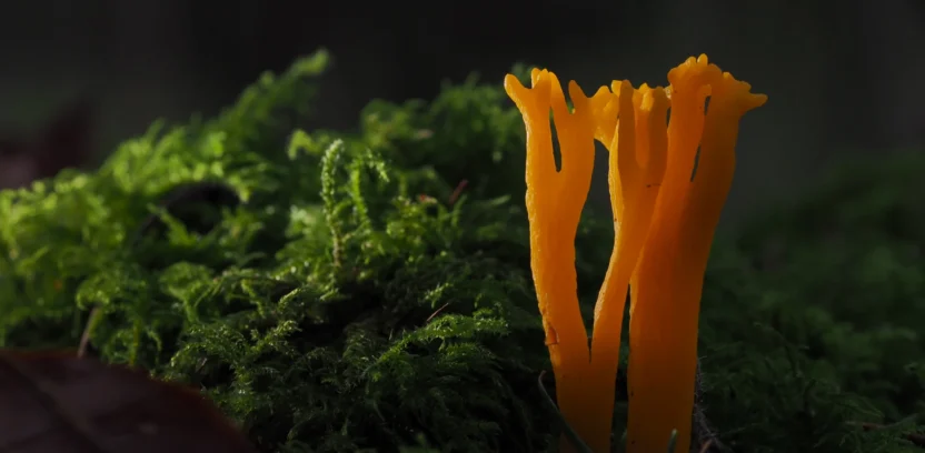 Macro Photography 26 header