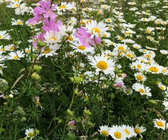 Wildflowers 26